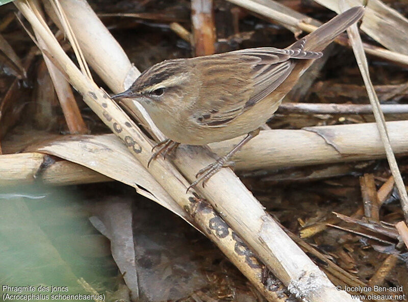 Sedge Warbler