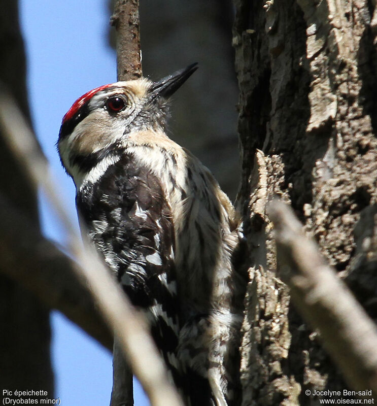 Lesser Spotted Woodpecker male