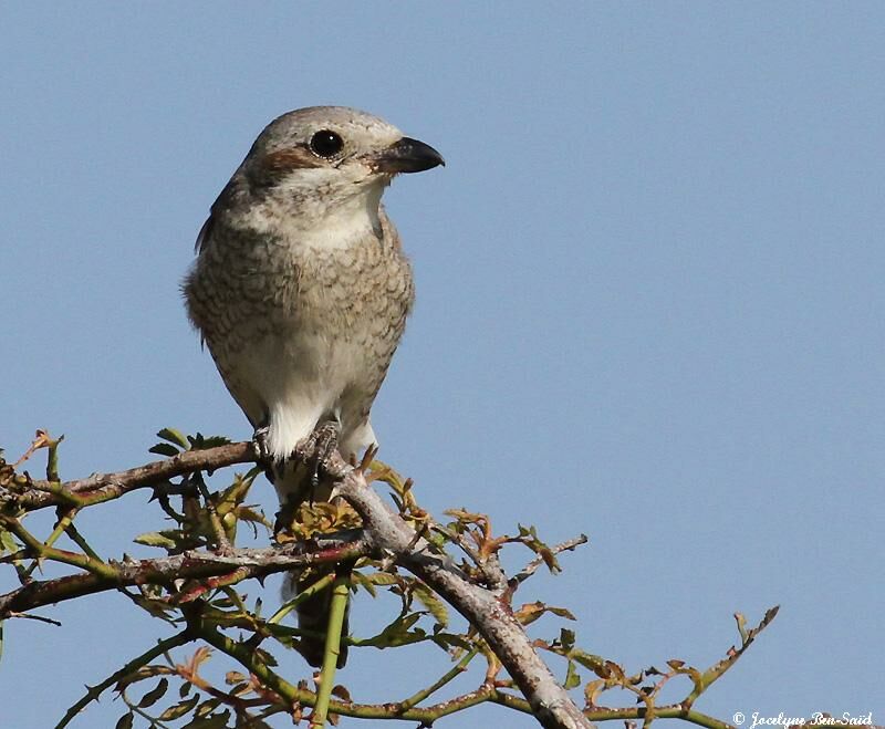 Red-backed Shrike female adult