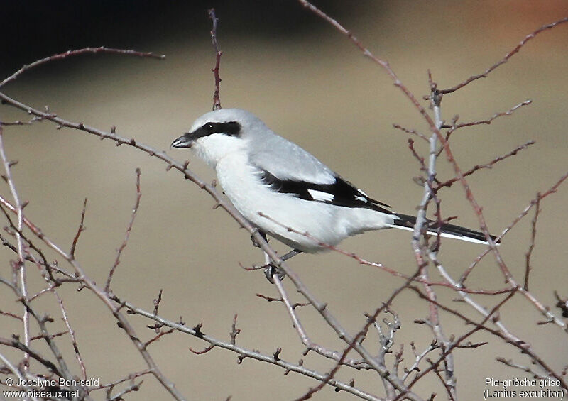 Great Grey Shrike