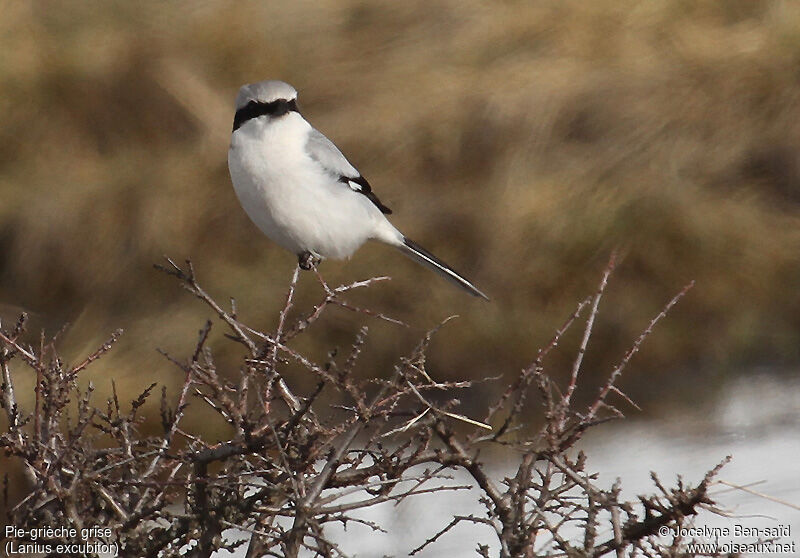 Great Grey Shrike