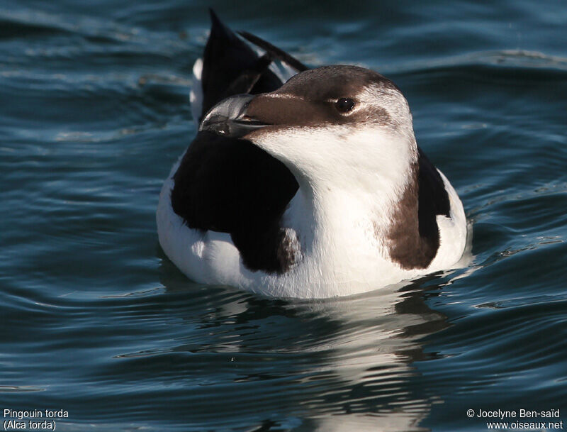 Razorbill