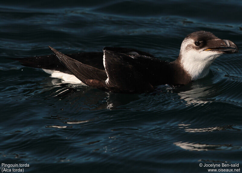 Pingouin torda