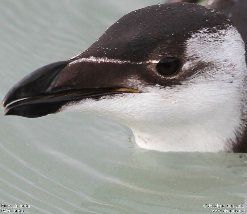 Pingouin torda