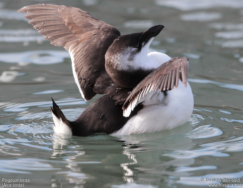 Razorbill