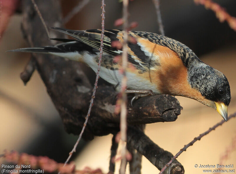 Brambling male