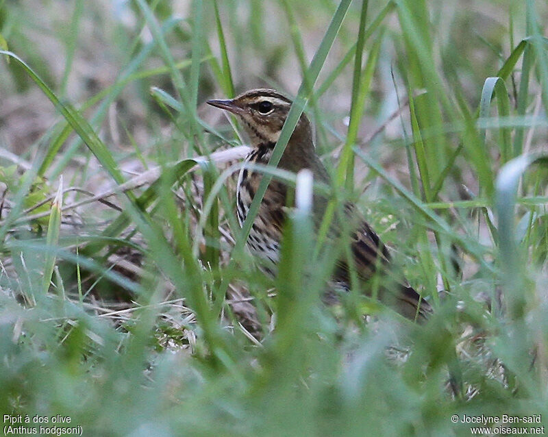 Olive-backed Pipit