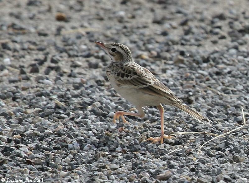 Pipit rousselinejuvénile