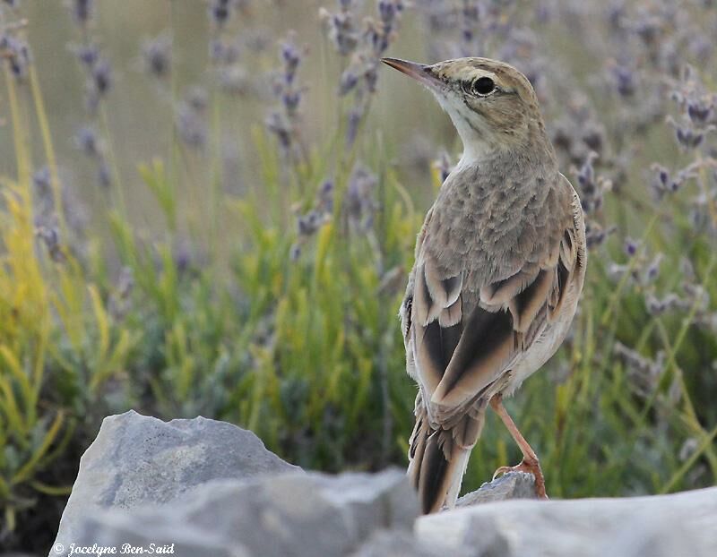 Tawny Pipit