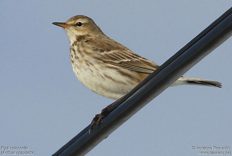 Water Pipit