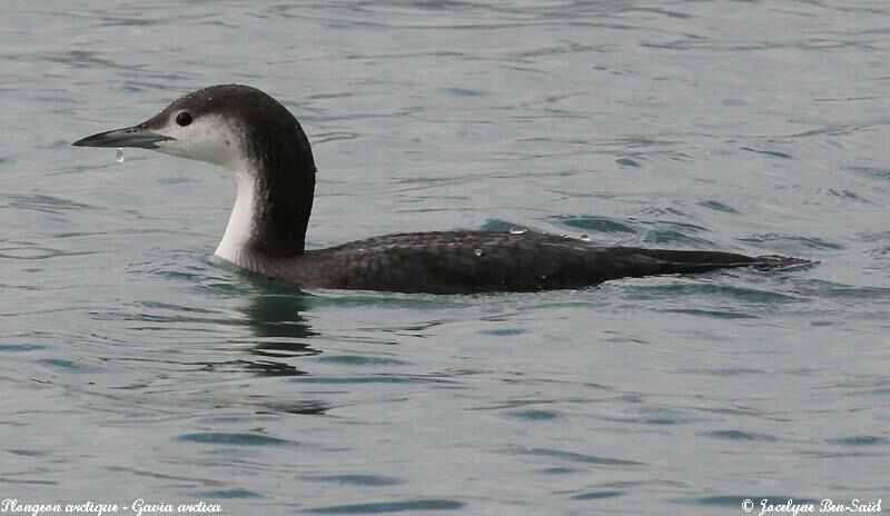 Plongeon arctique