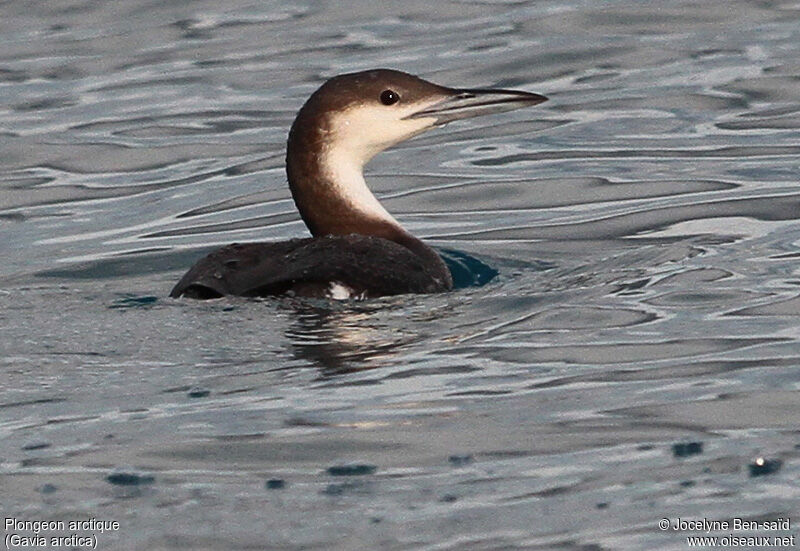 Plongeon arctique