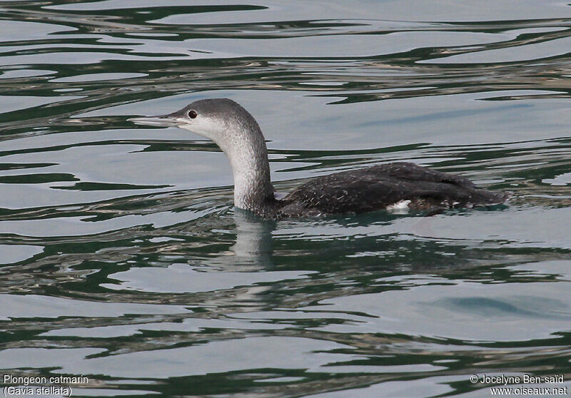 Plongeon catmarin