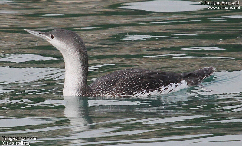 Red-throated Loon