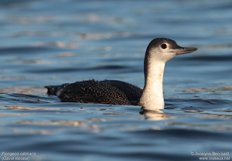 Red-throated Loon