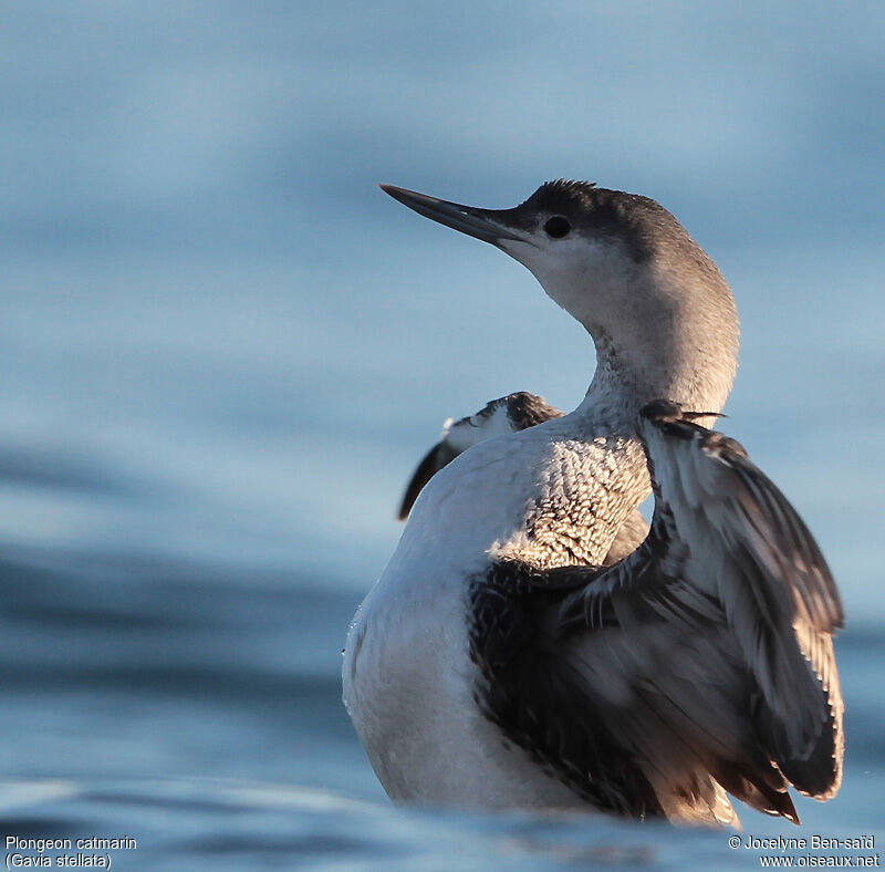 Red-throated Loon