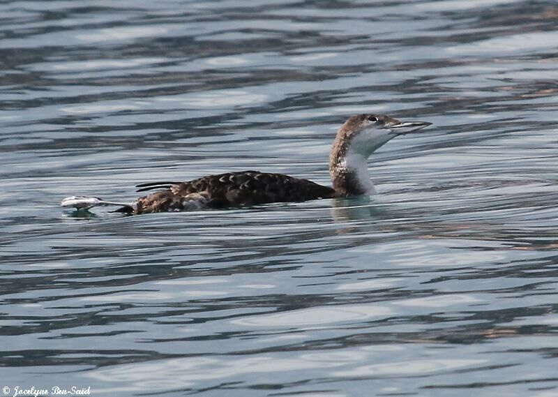 Common Loon