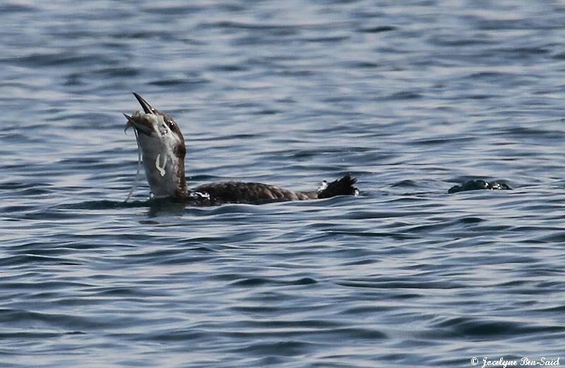 Common Loon