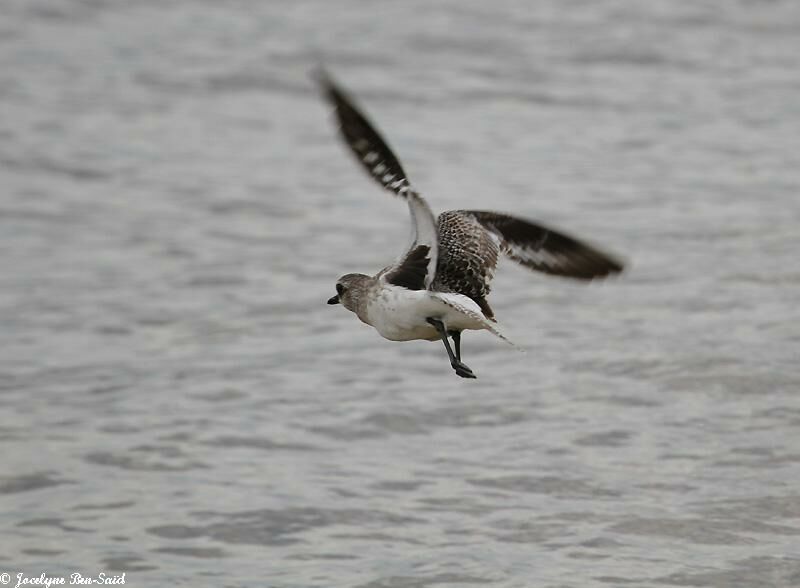 Grey Plover