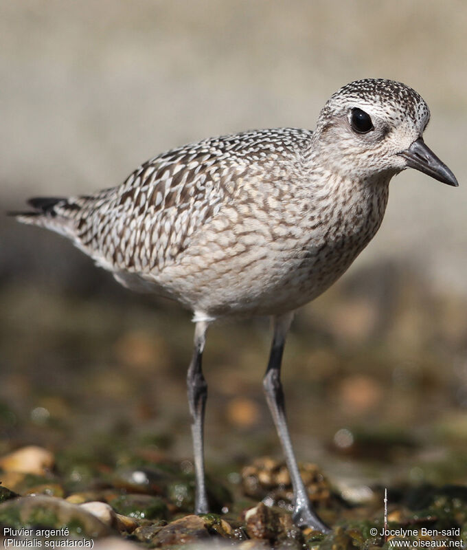 Grey Plover