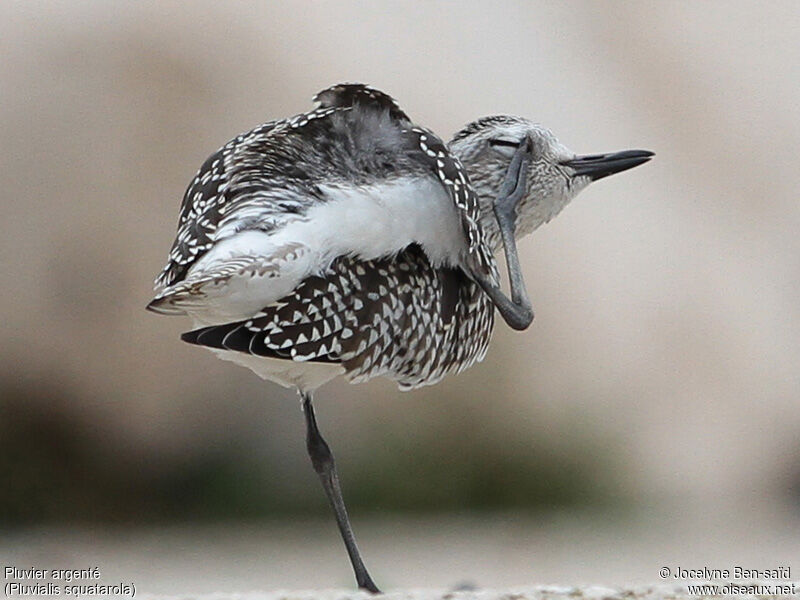 Grey Plover