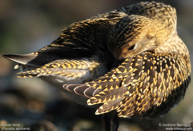 European Golden Plover