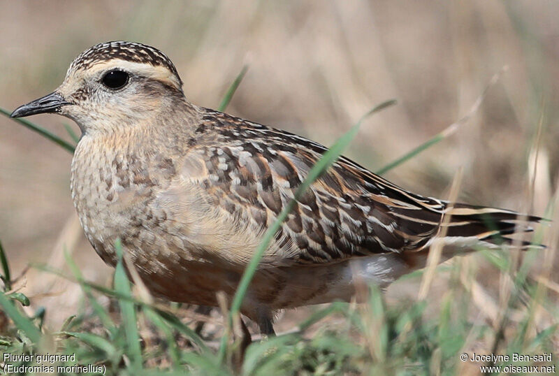 Eurasian Dotterel