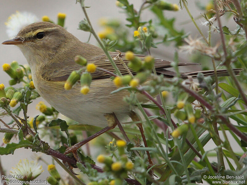 Willow Warbler