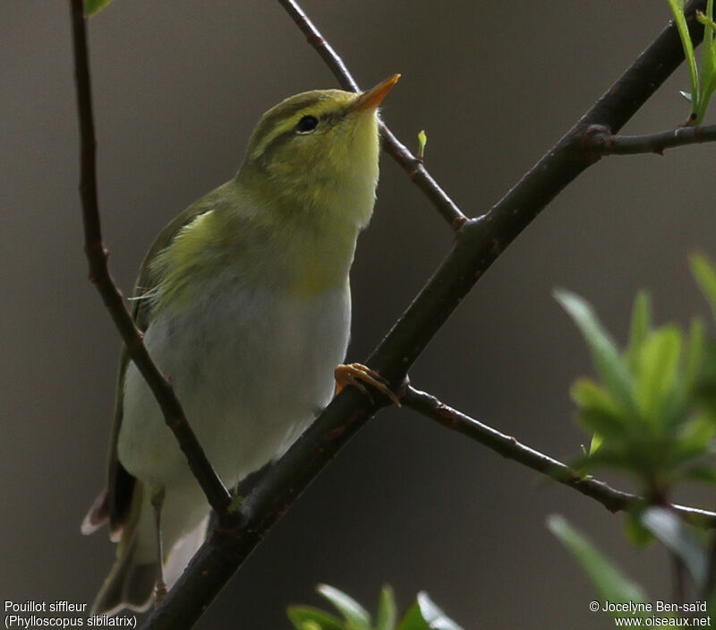 Wood Warbler