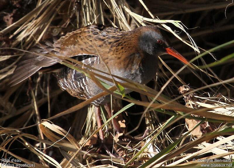 Water Rail