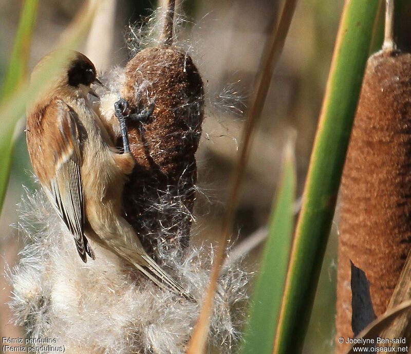 Rémiz penduline