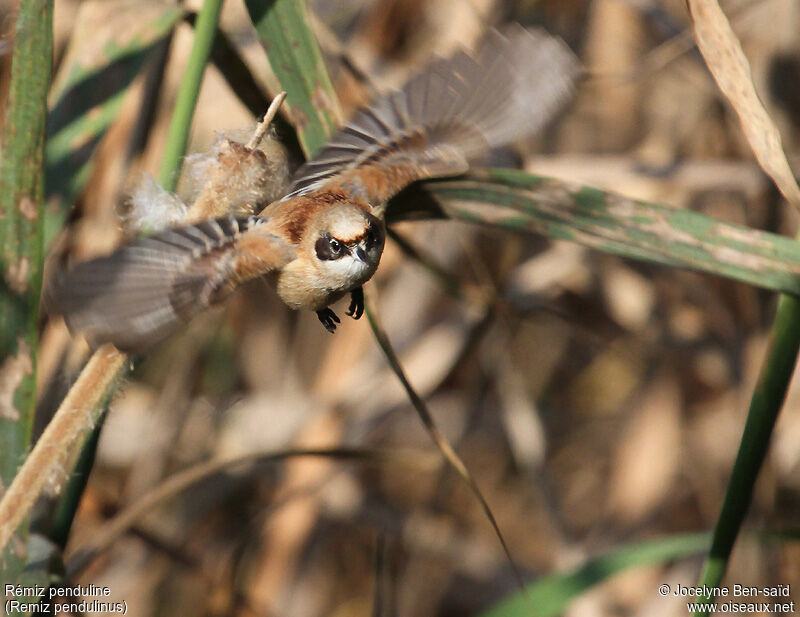 Eurasian Penduline Tit