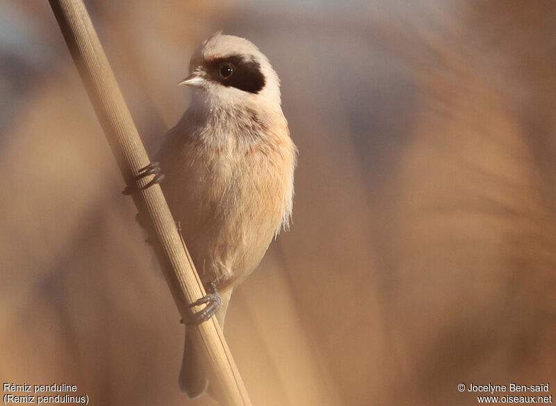 Eurasian Penduline Tit male