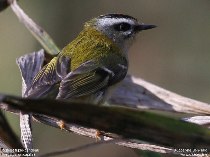 Common Firecrest