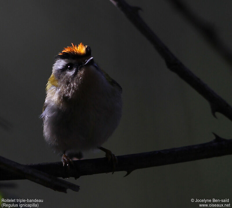 Common Firecrest