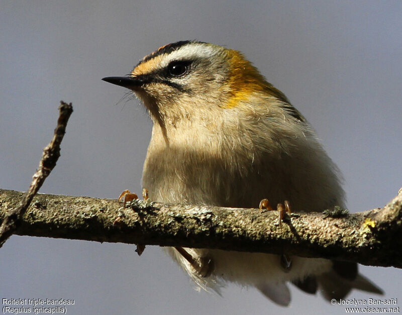 Common Firecrest