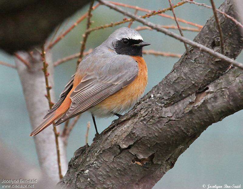 Common Redstart male adult breeding, identification