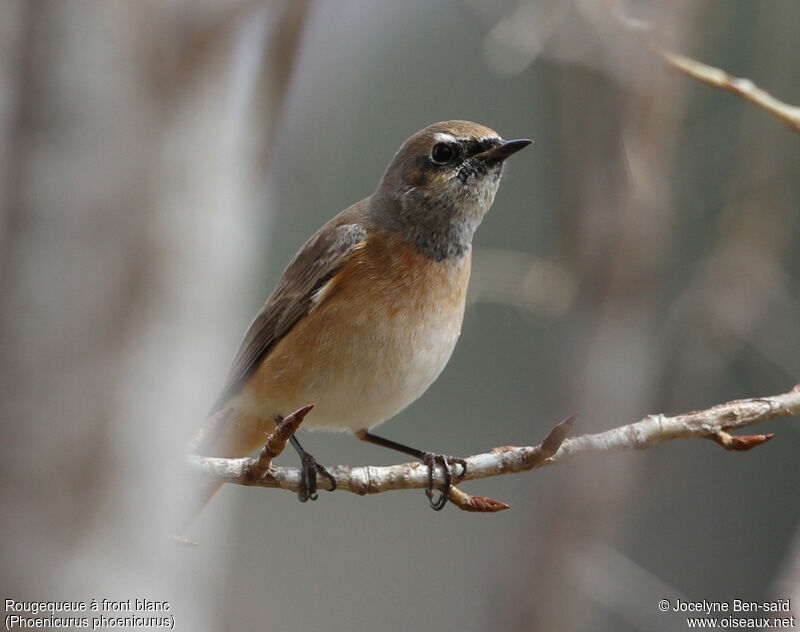 Common Redstart