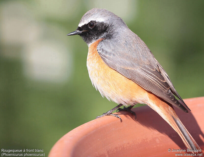 Common Redstart male