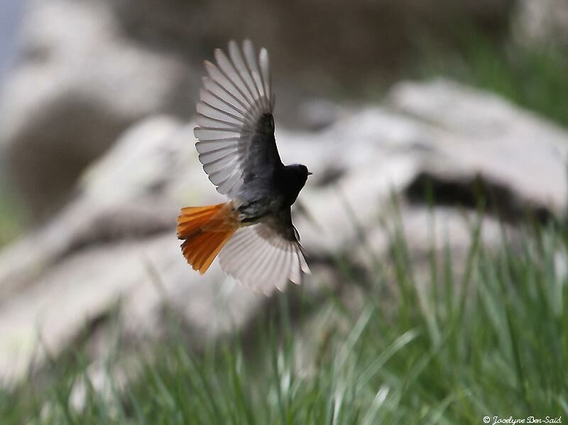 Black Redstart male adult breeding