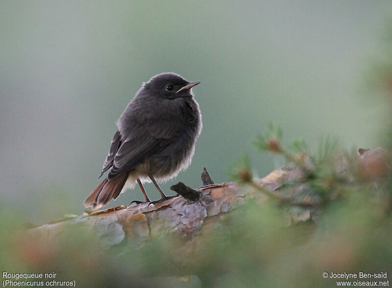 Black Redstartjuvenile