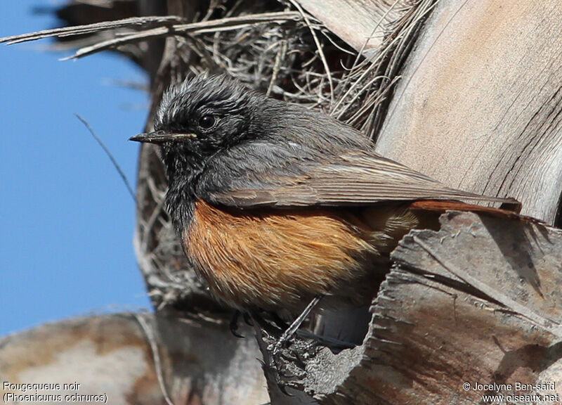 Black Redstart male Second year