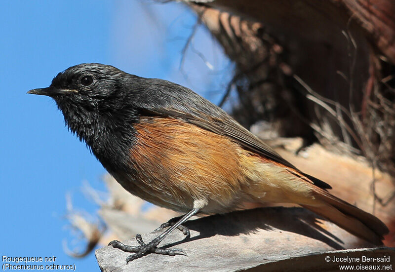 Black Redstart male Second year