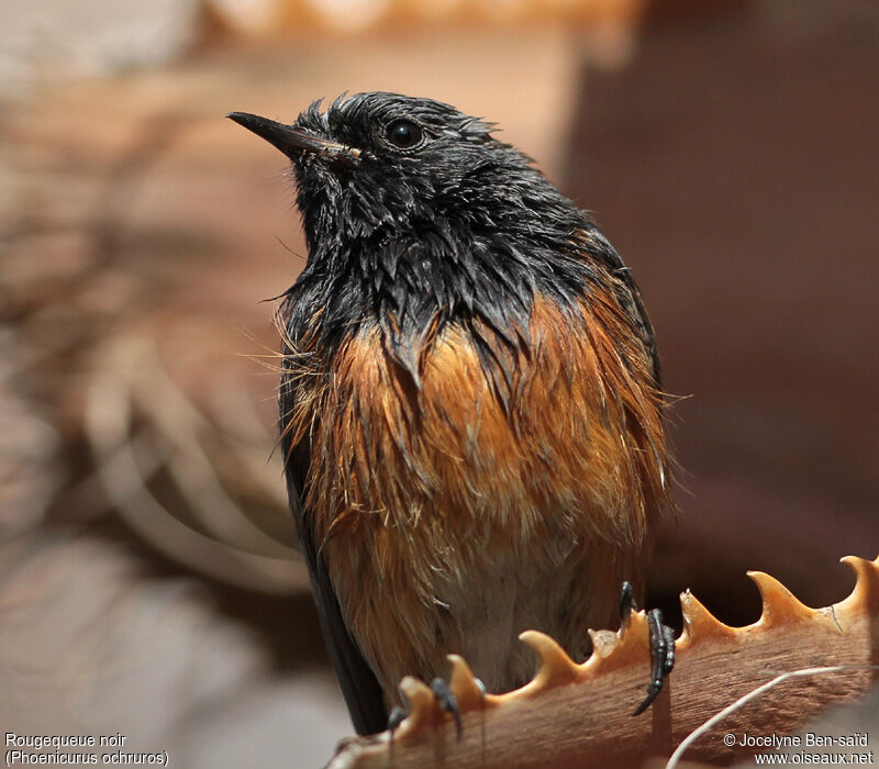 Black Redstart male Second year