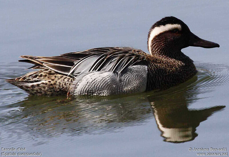 Garganey male adult