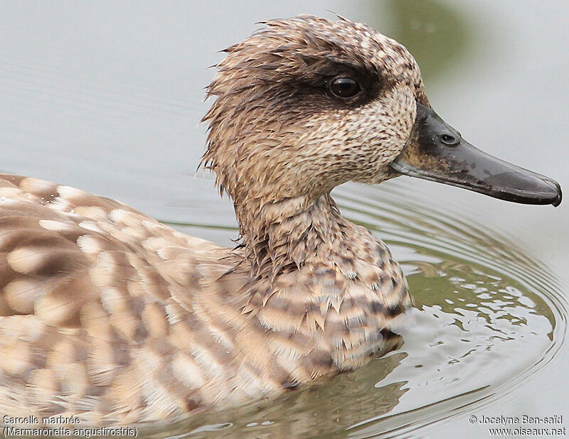 Marbled Duck