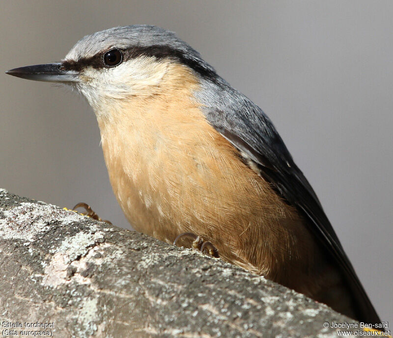 Eurasian Nuthatch