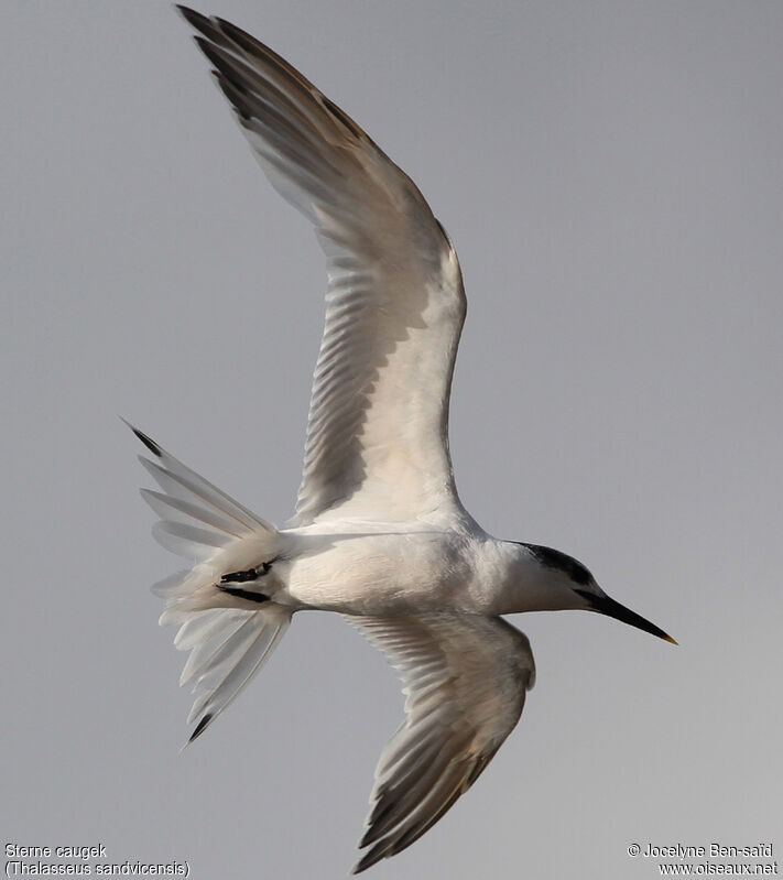 Sandwich Tern