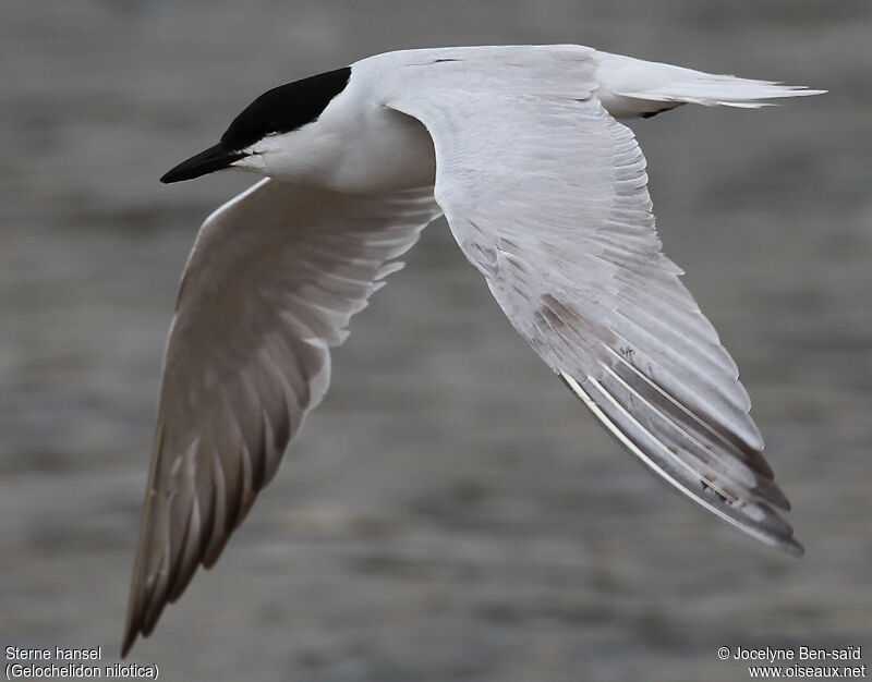 Gull-billed Tern