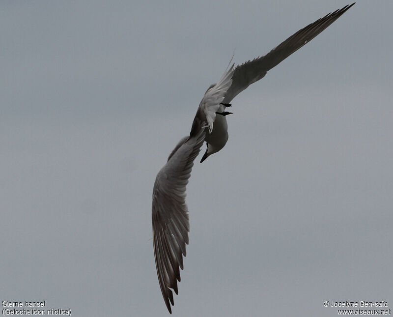 Gull-billed Tern